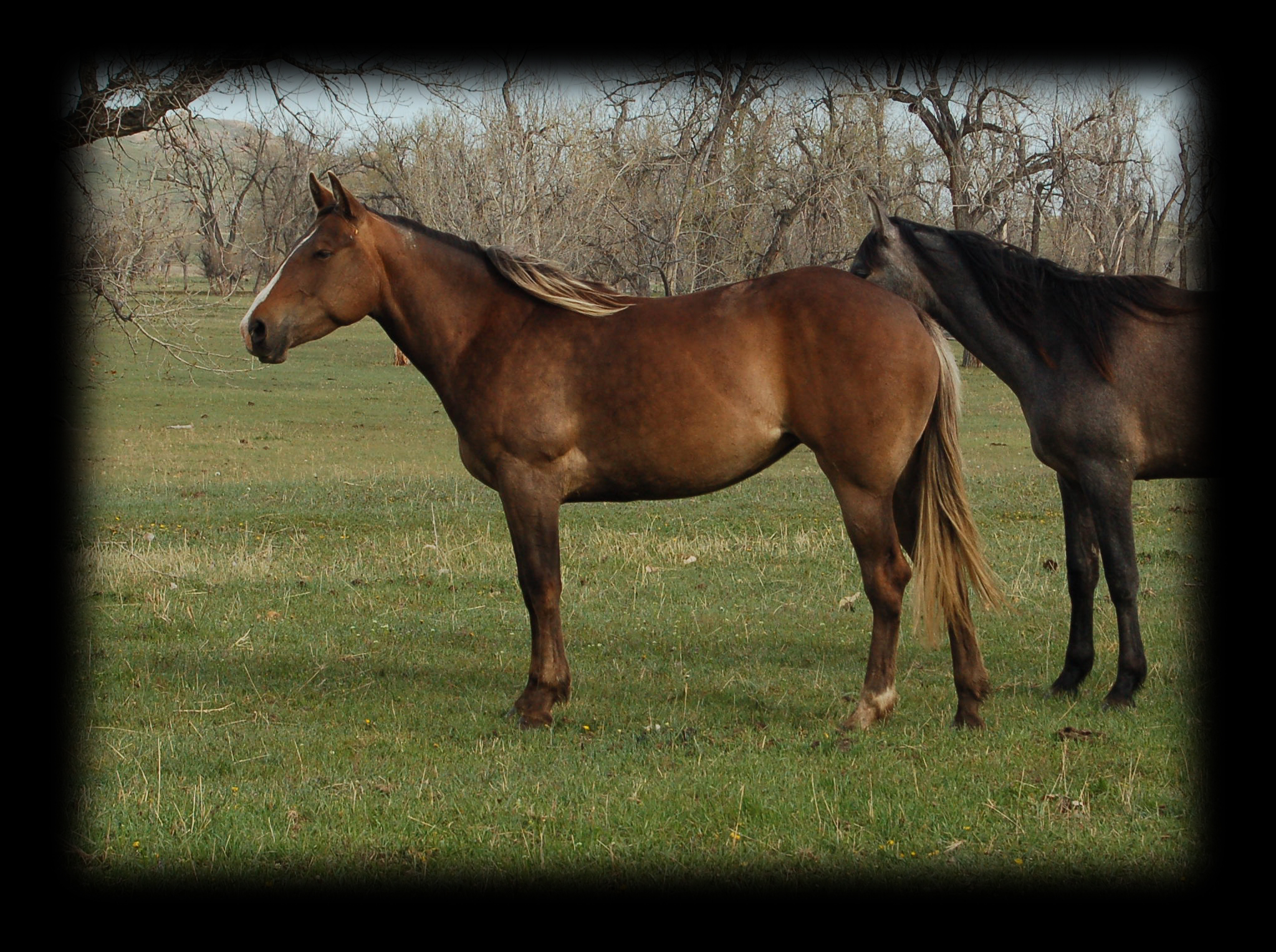 Lil Silver Agate Hancock & Hollywood Gold, Bay Silver Dapple mare, Mr Roan Hancock & Bar U Champ Binder.